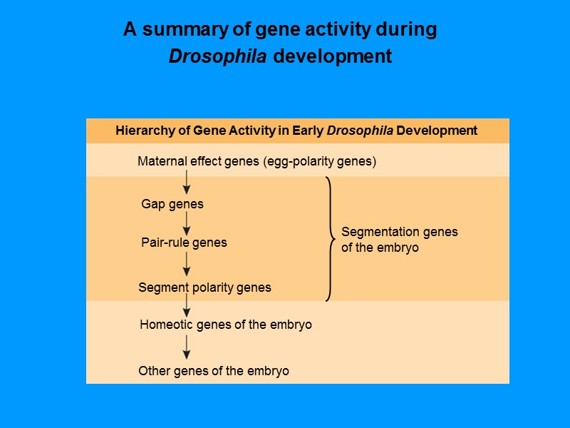 A summary of gene activity during Drosophila development A summary of gene activity during Drosophila development
